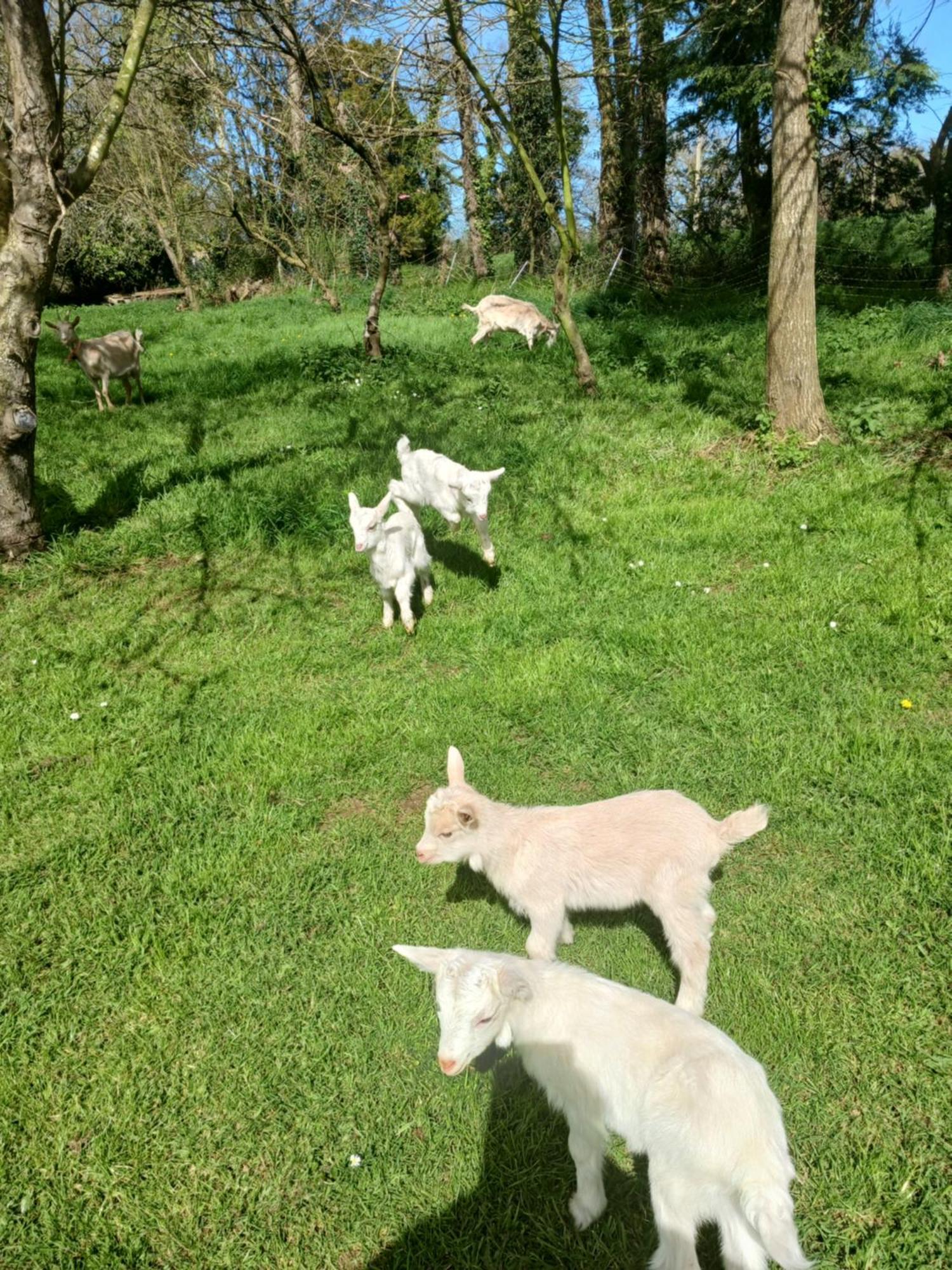 La Ferme Stanczak Lägenhet Tréguier Exteriör bild