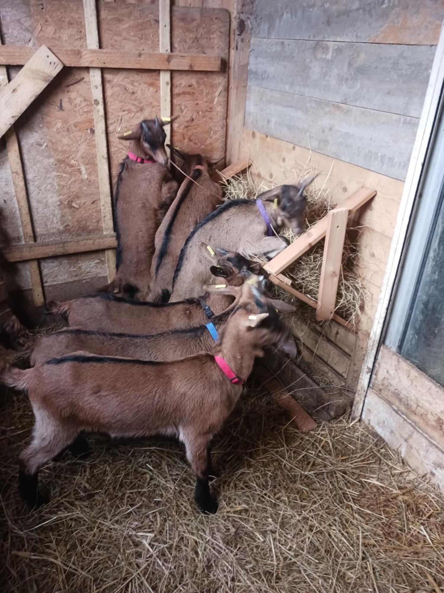 La Ferme Stanczak Lägenhet Tréguier Exteriör bild