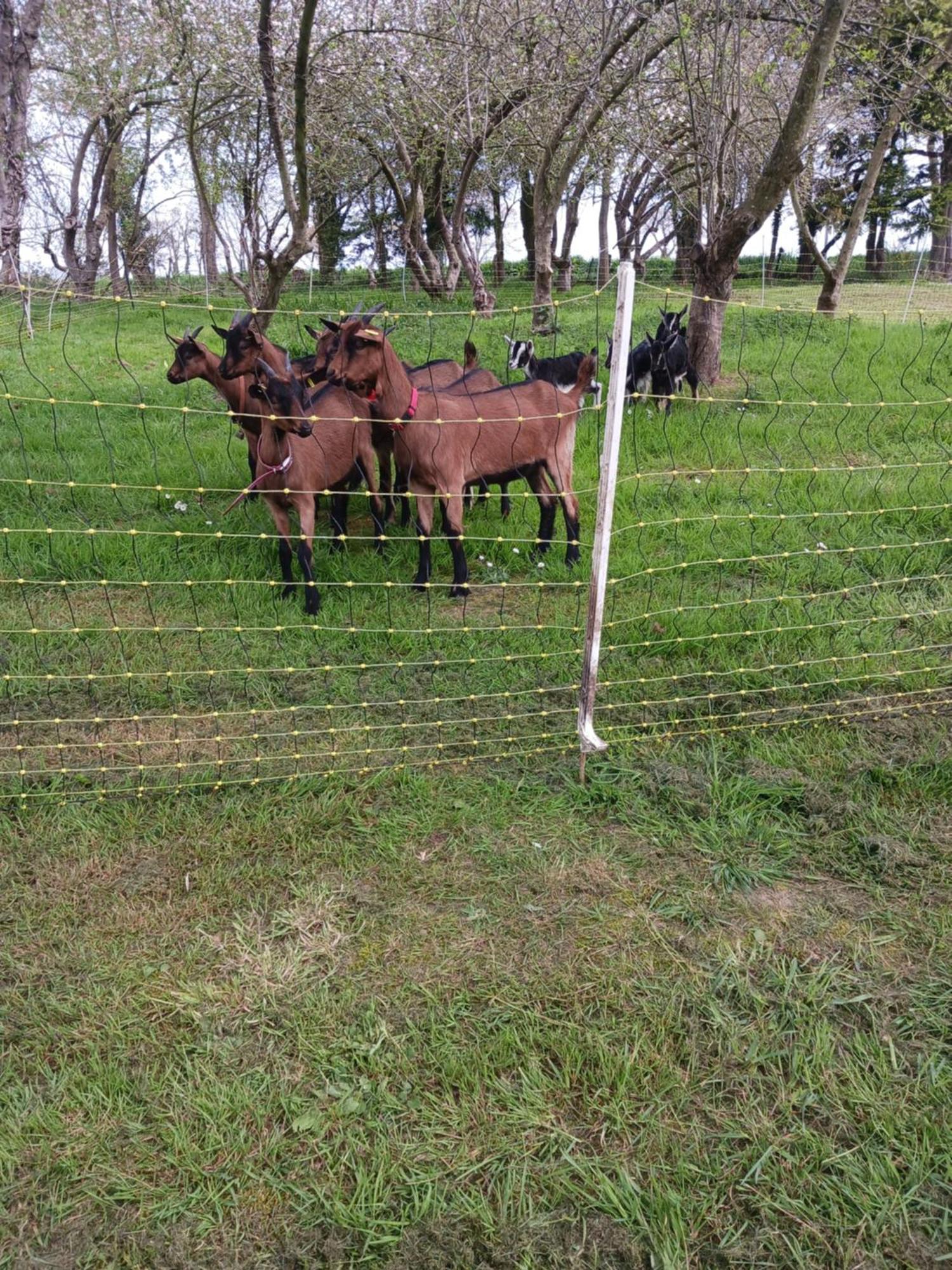 La Ferme Stanczak Lägenhet Tréguier Exteriör bild